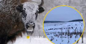 Зубры в Винницкой области