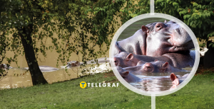 Бегемотам знаменитого наркобарона загрожує смерть