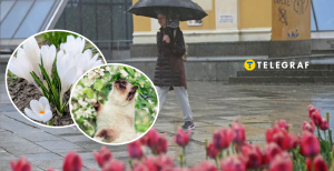 Цветы, кот и дождь