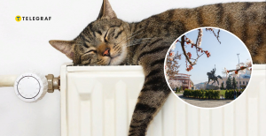 Кот на батареи и весна