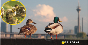 Утки не боятся людей