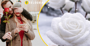 Троянда зі снігу