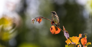 Синиччин день відзначається 30 жовтня