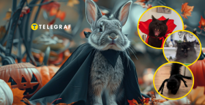 Тварин смішно вбирають у костюми до Гелоуїна