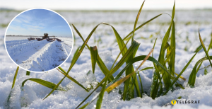 Сніг на полі