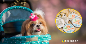 Кожен песик має носити жетон