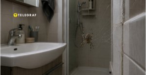 Бояться их не стоит