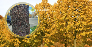 Липовые клопы на дереве