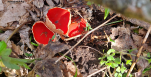 Саркосцифа може з’являтися поруч із першими квітами та травою