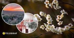 Весной заморозки и кот