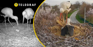 Грицик и Одарка