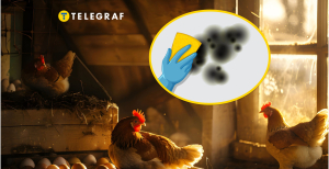 Як доглядати курника