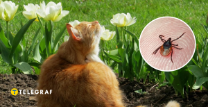 Членистоногие опасны для животных