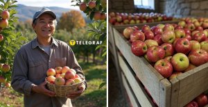 Яблоки Коллаж "Телеграф"