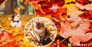 Осіння погода