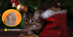 Котики та ялинка