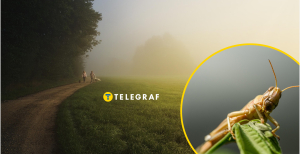 Чи небезпечна для людини сарана