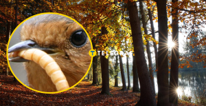 Осінній ліс, вільшанка