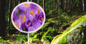 Карпаты, крокусы