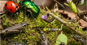 В Украине исчезает одно из насекомых