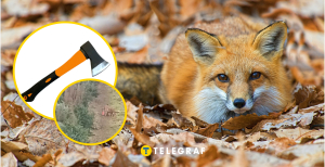 Лиса забрала с поля топор