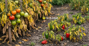 Помидоры и перец плохо растут