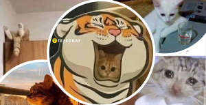 Мемы о котах