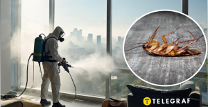 В Україні є великі таргани з долоню