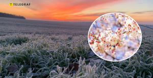 Цвет под угрозой во время заморозков