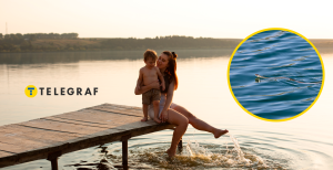 Змії дуже лякають під час відпочинку на водоймах