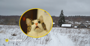 Село, удивленный кот