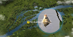 Поймать на крючок карася — проще, чем осетра