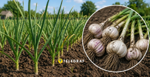 Озимий часник на грядці