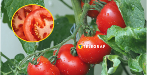 Сезон помидоров в разгаре