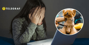 В Киеве скандал из-за жестокого обращения с животными