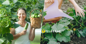 Догляд за огірками у серпні