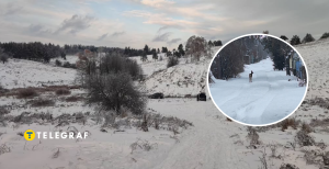 Косуля в Київській області