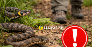 Як уберегтися від змій