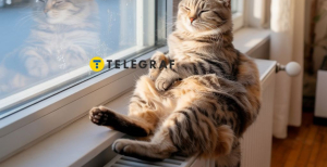 Кот на батарее греется