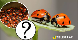 Нашестя сонечок в Україні