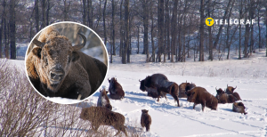 Бродовская группа зубров