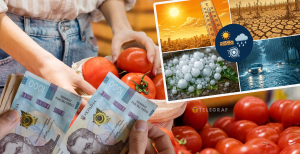 В Україні вартість головного овоча літа летить униз