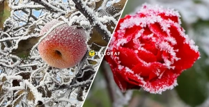 Заморозки в Україні