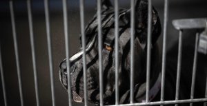 Собака породи кане-корсо відноситься до потенційно небезпечних