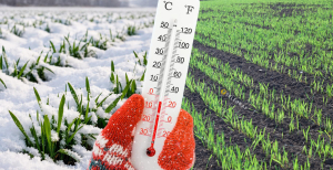 Поля України