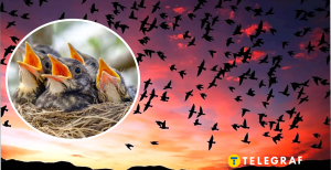 Які птахи в Україні можуть атакувати хижаків