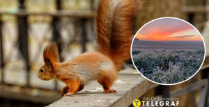 Белочка в Киеве