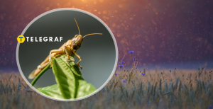 Саранча, комары над васильковым полем