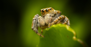 Які нові види павуків є в Україні