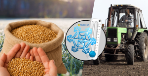 Як погода вплине на культуру